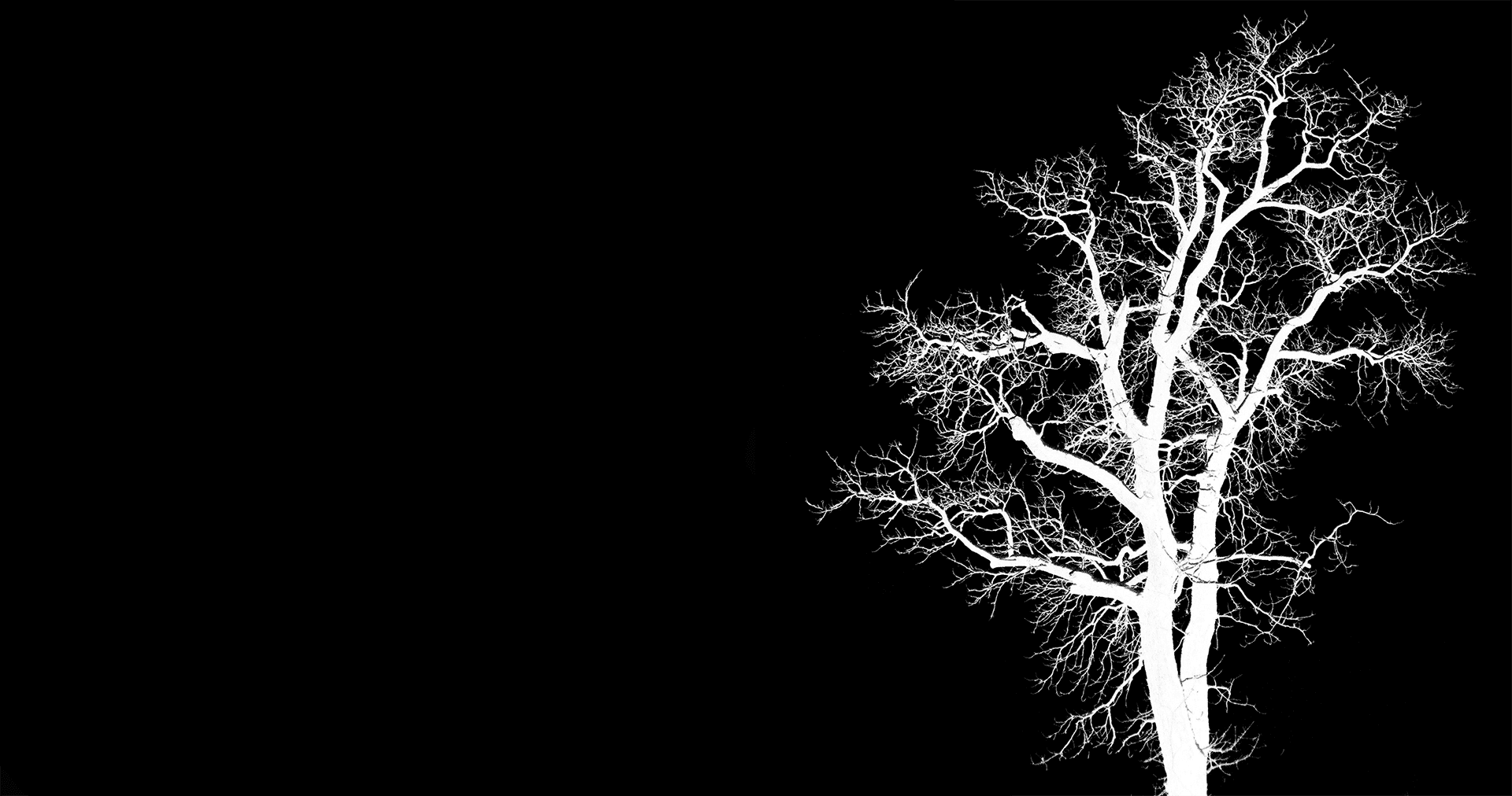 un arbre en négatif